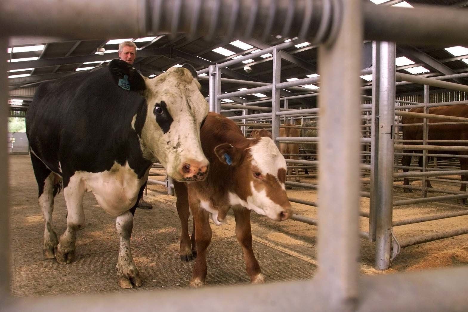 Beef farmers face tariffs on sales to Europe if no Brexit deal is agreed (Owen Humphreys/PA)