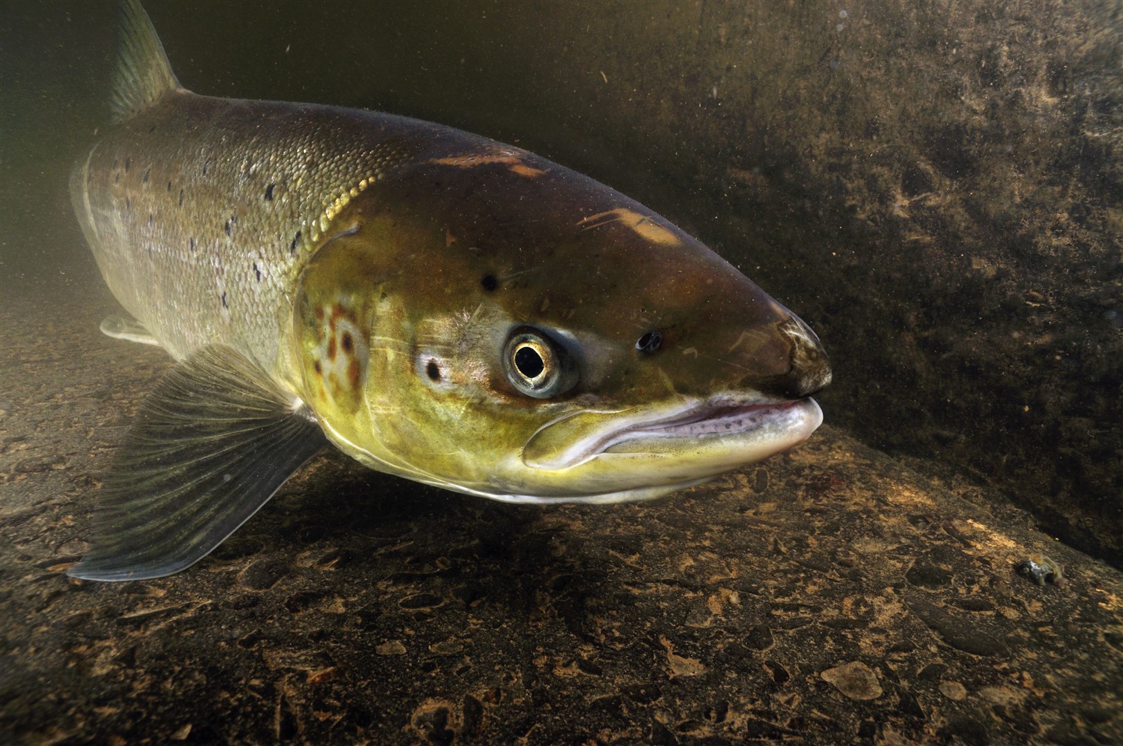 Many of Scotland’s river catchments are completely bereft of the natural woodlands and vegetation communities that co-evolved alongside Atlantic salmon.