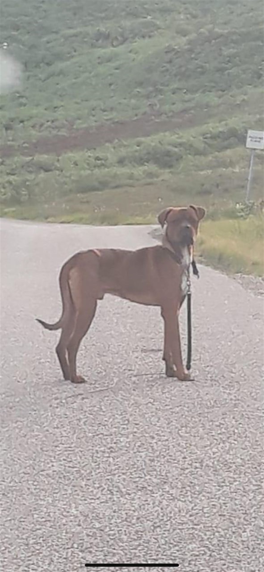 Found: Brindle Rottweiler