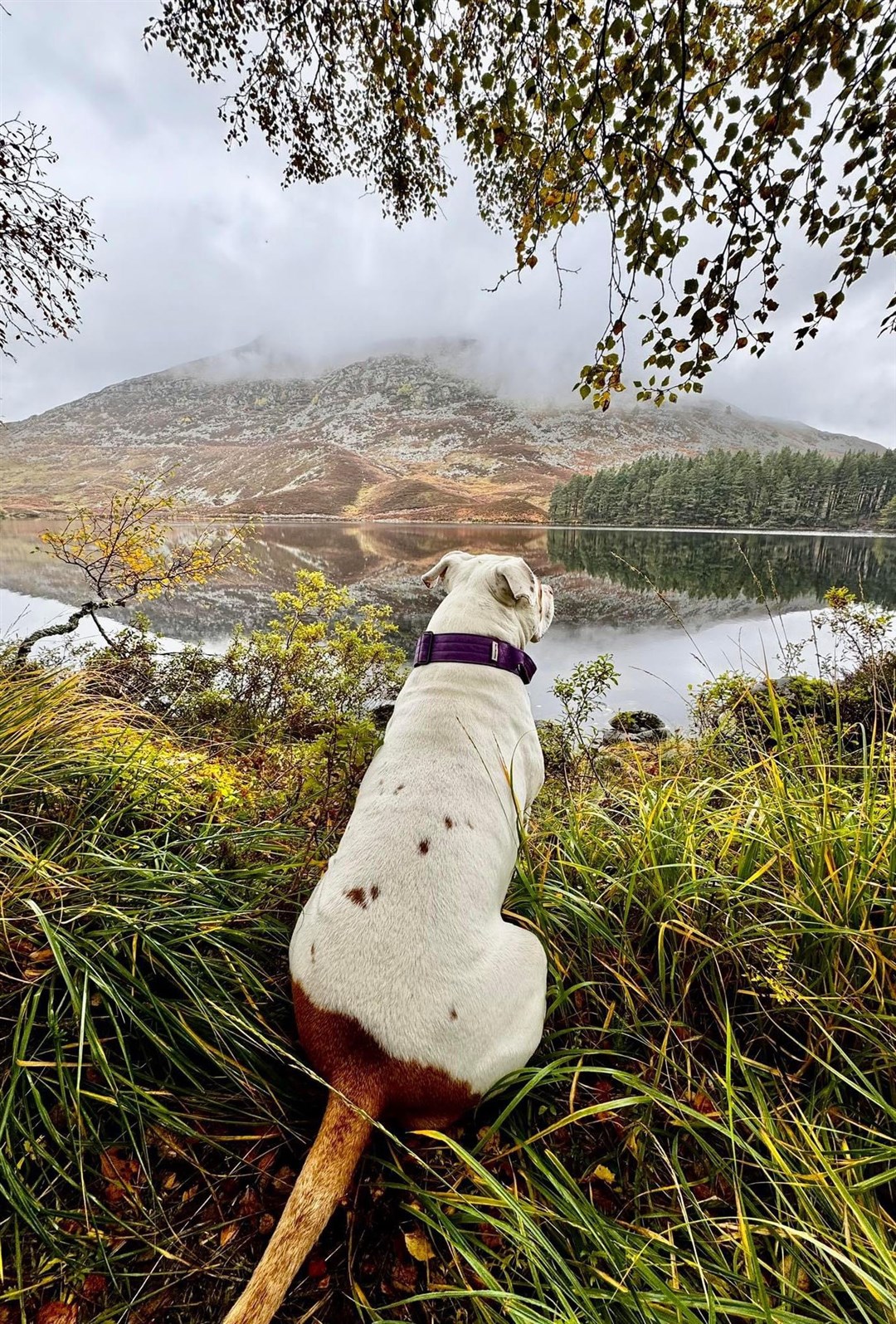 REVIVED: Reznor responded well to Dave's TLC in his new home in Badenoch