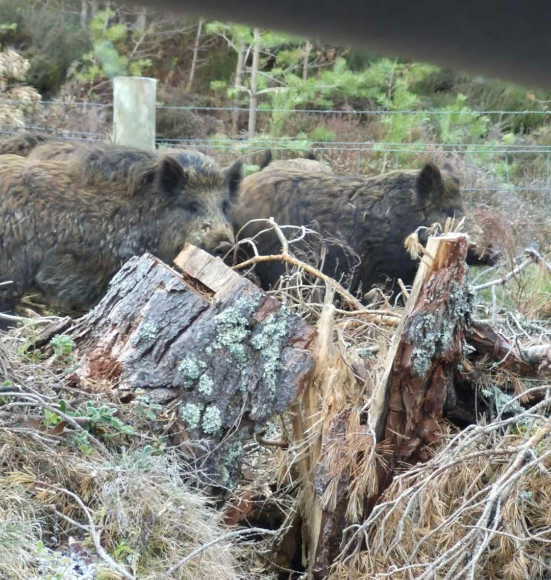 CAPTURED: on camera, that is. The wild boar are still at large in Badenoch