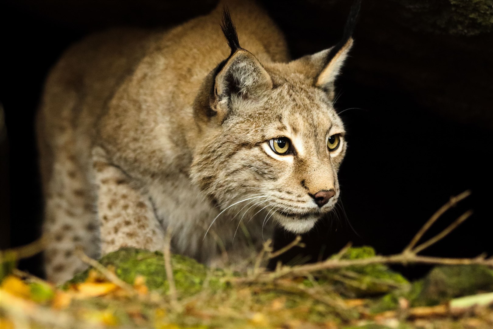 The cats were hunted to extinction in Scotland by fur hunters (Dan O'Sullivan)