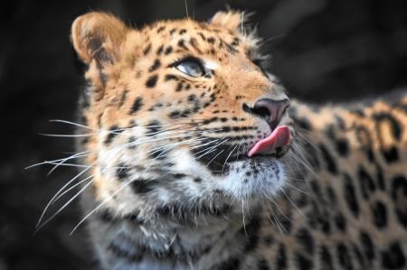 New female Amur leopard, Arina (Photo: Jan Morse)