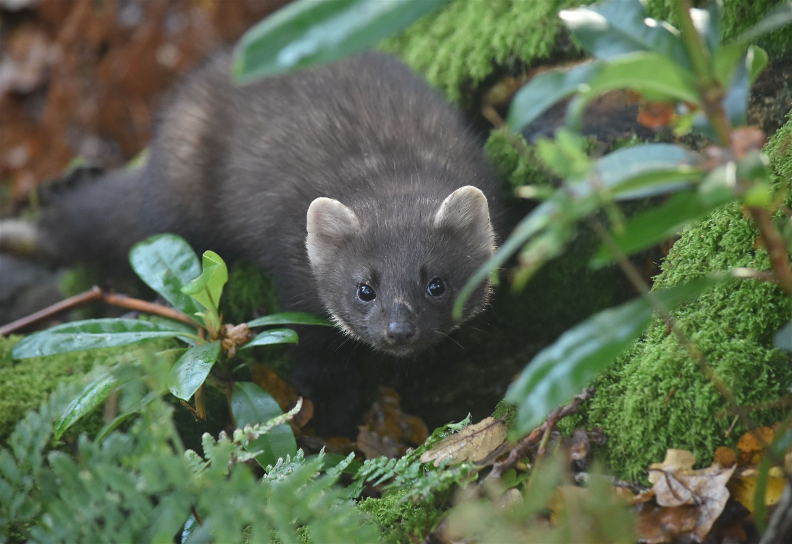 Pine martens are helping secure the survival of their traditional prey, te red squirrel.