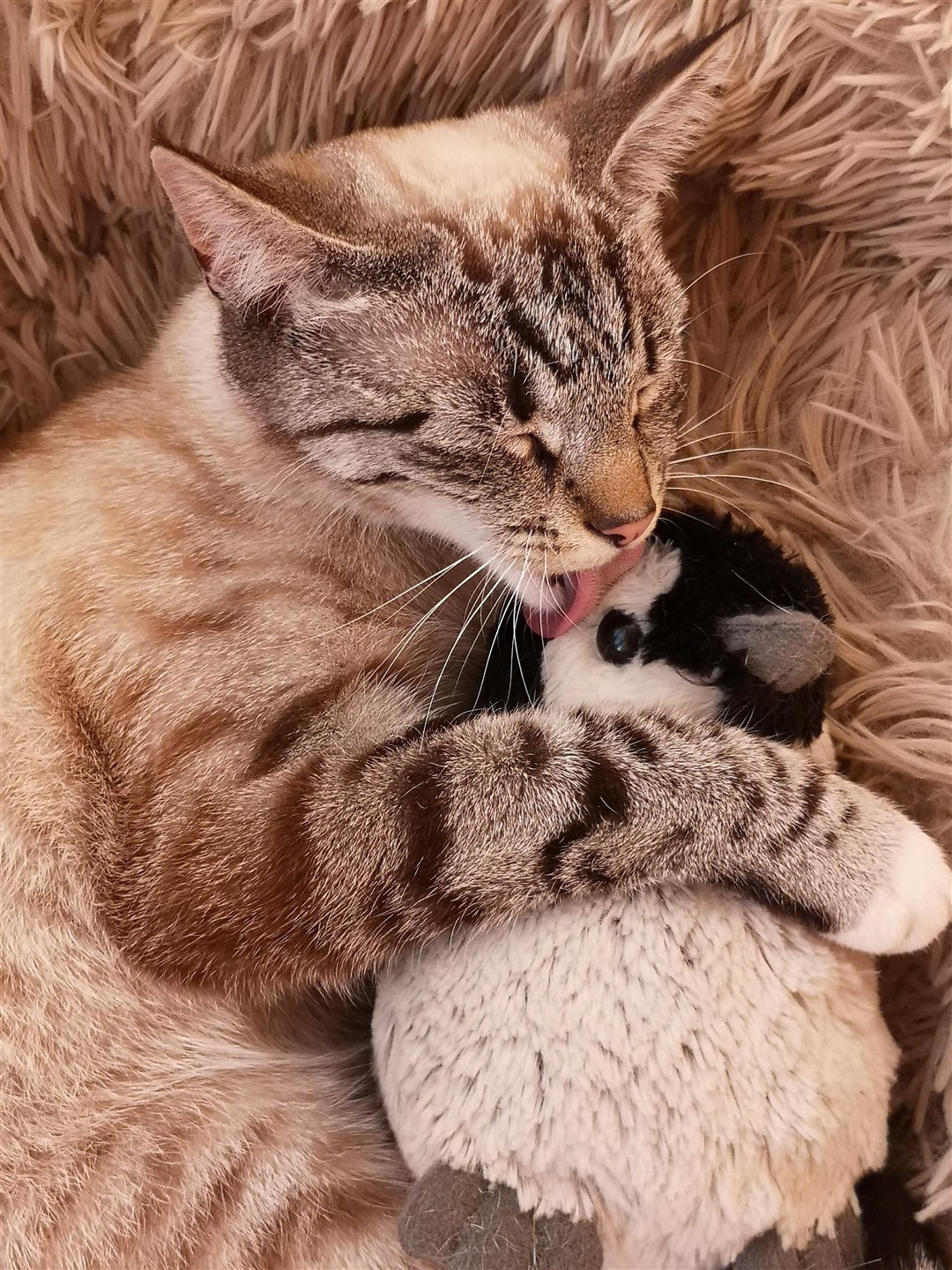 Luna the cat, from Darlington, is happy to be home after an adventure 180 miles away in the Highlands
