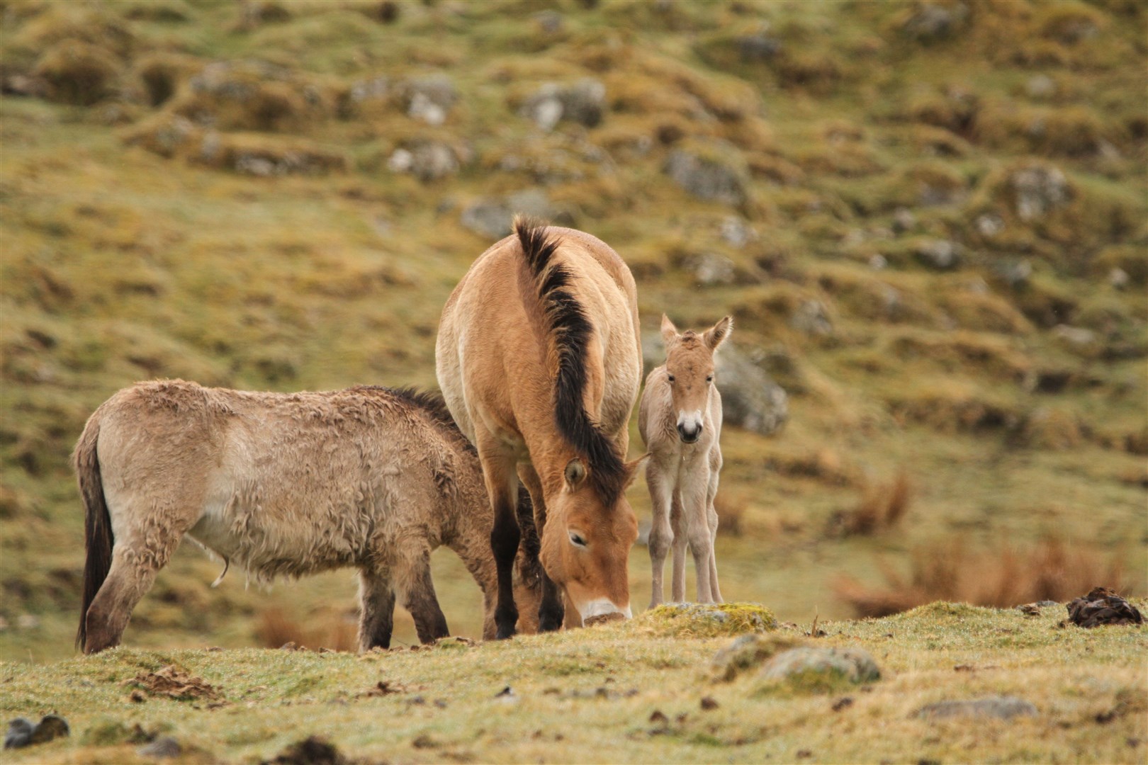 One of the two endangered Przewalski's horse foals still close to mum. Photo: RZSS