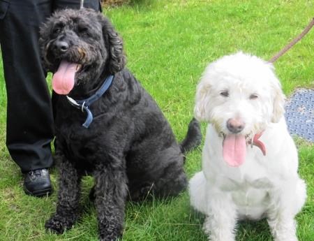 The cuddly pair who are looking for a new home