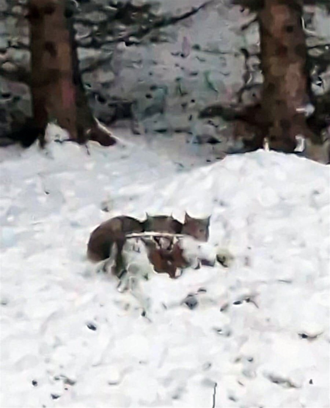 The two lynx cower behind a tree stump. Picture: RZSS
