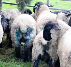 Bite marks are visible on one of the lambs.