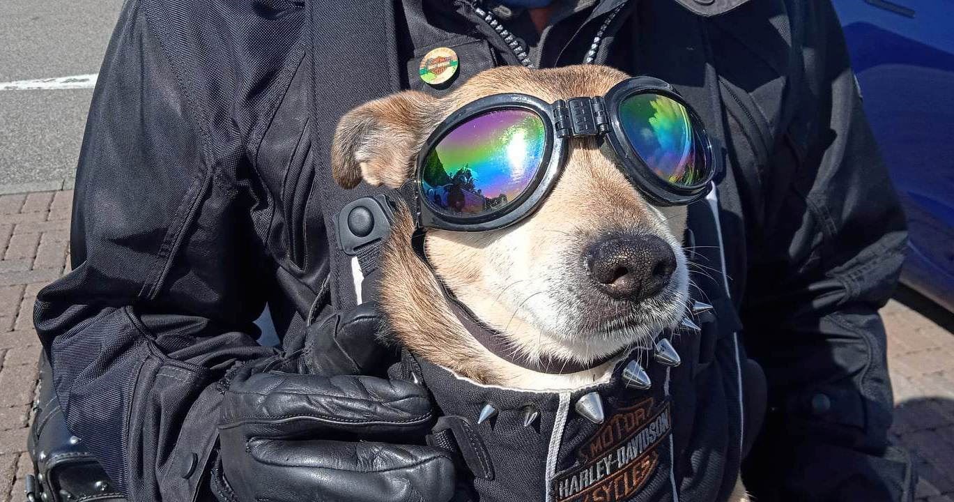 DOGGONE! Tickets are on sale for this year's Thunder in the Glen