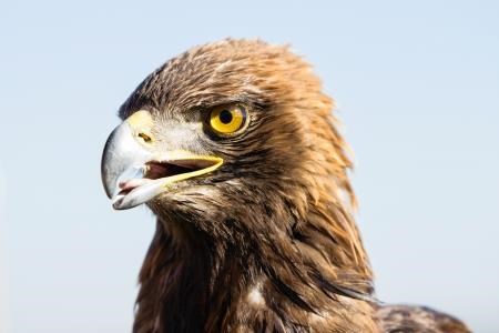 The eagle eye is on the Cairngorms