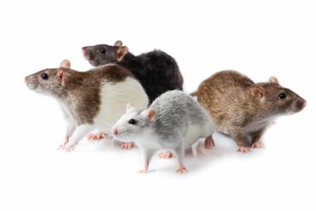 Rodents have been causing havoc with the city's CCTV system