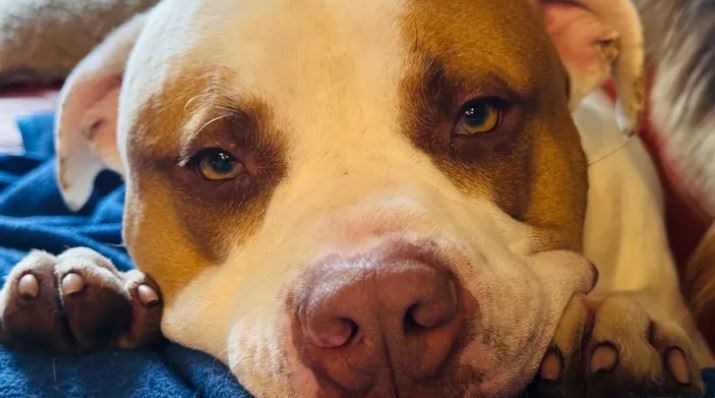 CAN YOU HELP? Reznor is needing an expensive operation to help him walk again.