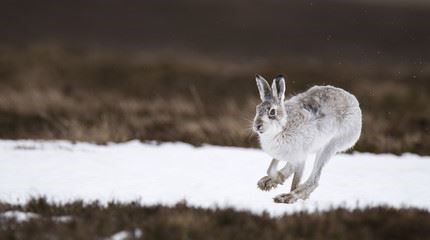 Splitting hares: two very different responses