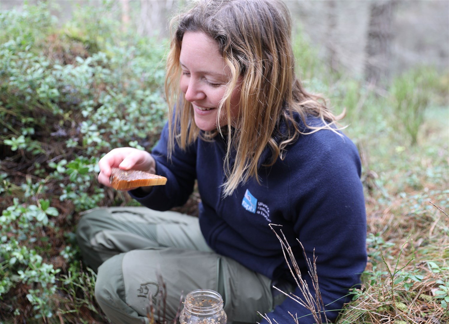 LARVAELY STUFF: Assistant RSPB warden Amelie Sumpter looks at pine hoverfly larvae before releasing them carefully in the Cairngorms