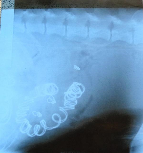 Henry's x-ray - he later had to be put down