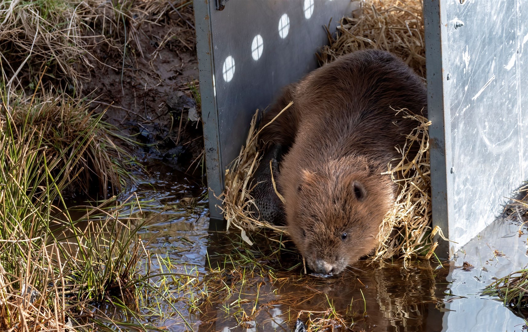 One of the beavers is set free as part of the reintroduction of the species to the strath..