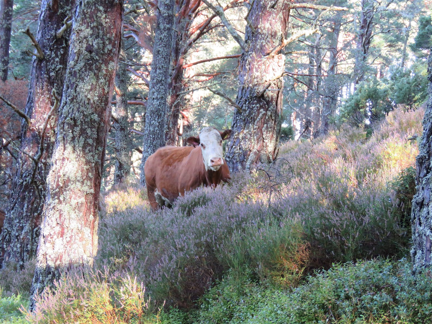 Cattle have been moved on site to help with the bid to safeguard capercaillie.