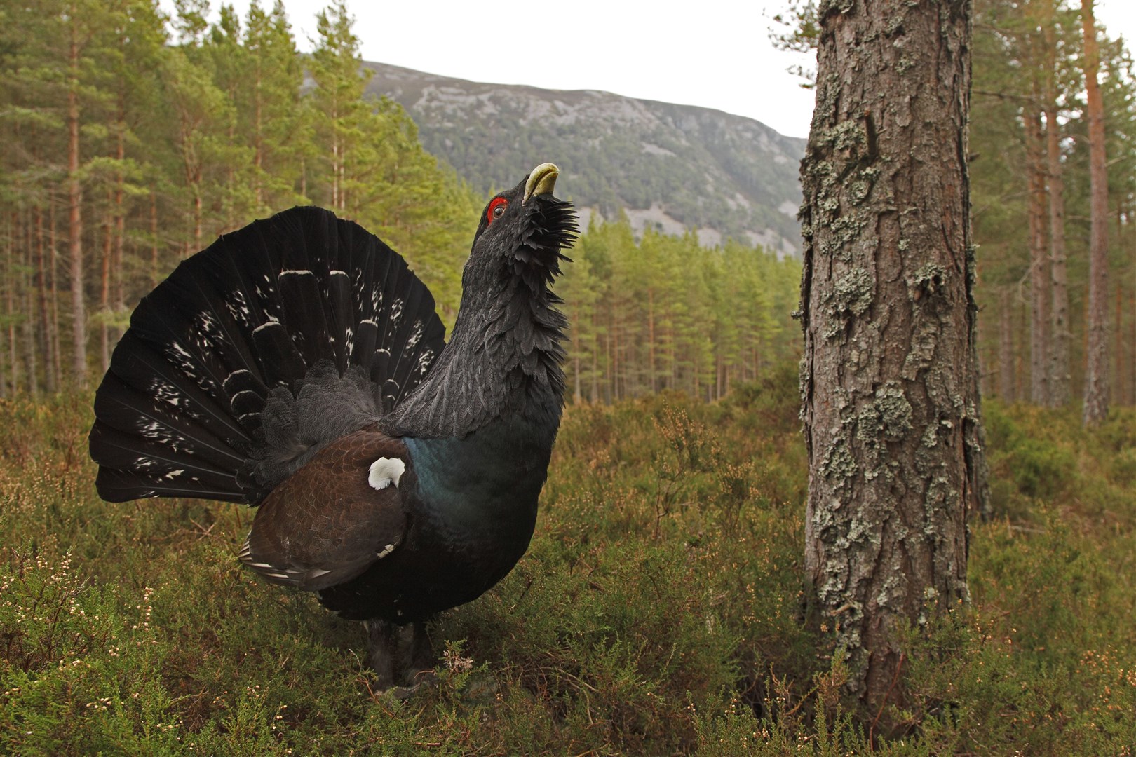 Capercaillie displaying at spring lek in the Cairngorms National Park. Picture: Neil McIntyre