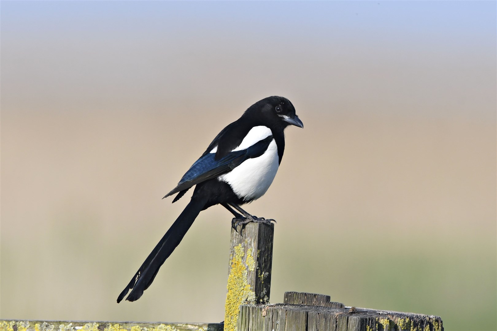 Magpie Pica pica, adult perched on gatepost
