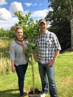 tree planting
