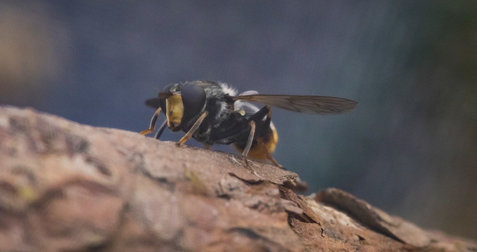 The pine hoverfly is one found in one spot in the whole of the UK and it is here in the strath (Photo: RZSS)