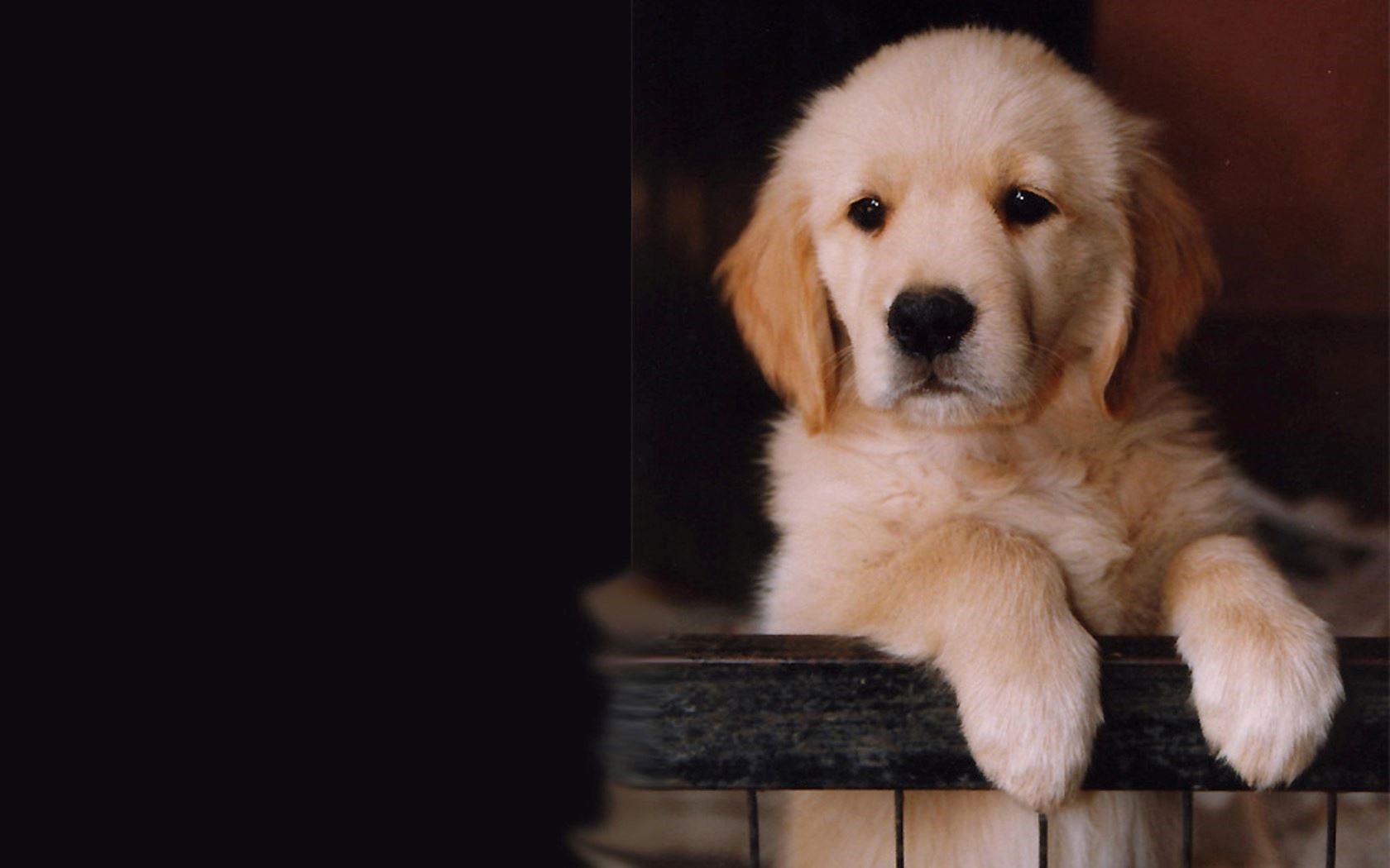 Police have urged pet owners to beware scammers (stock image).