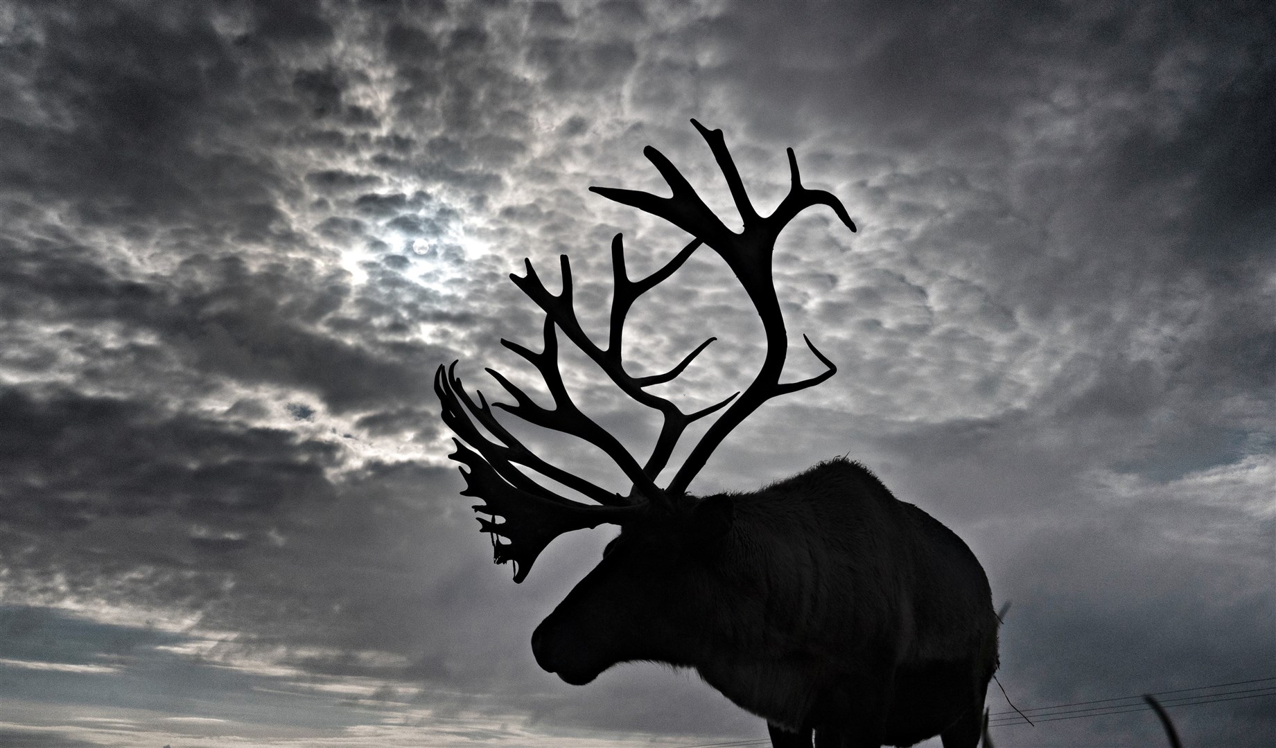 The herd is usually booked up for Christmas (Owen Humphreys/PA)