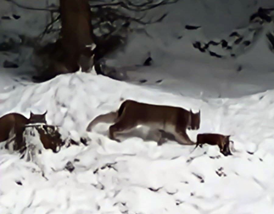The two lynx photographed by conservationists. Picture: RZSS
