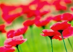 Schools throughout Ross-shire have been taking part in remembrance events and selling poppies.