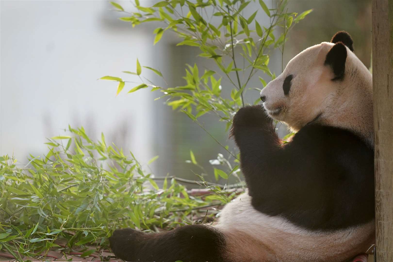 Yang Guang enjoys some bamboo on the final day the public can visit the pandas at Edinburgh Zoo (Jane Barlow/PA)