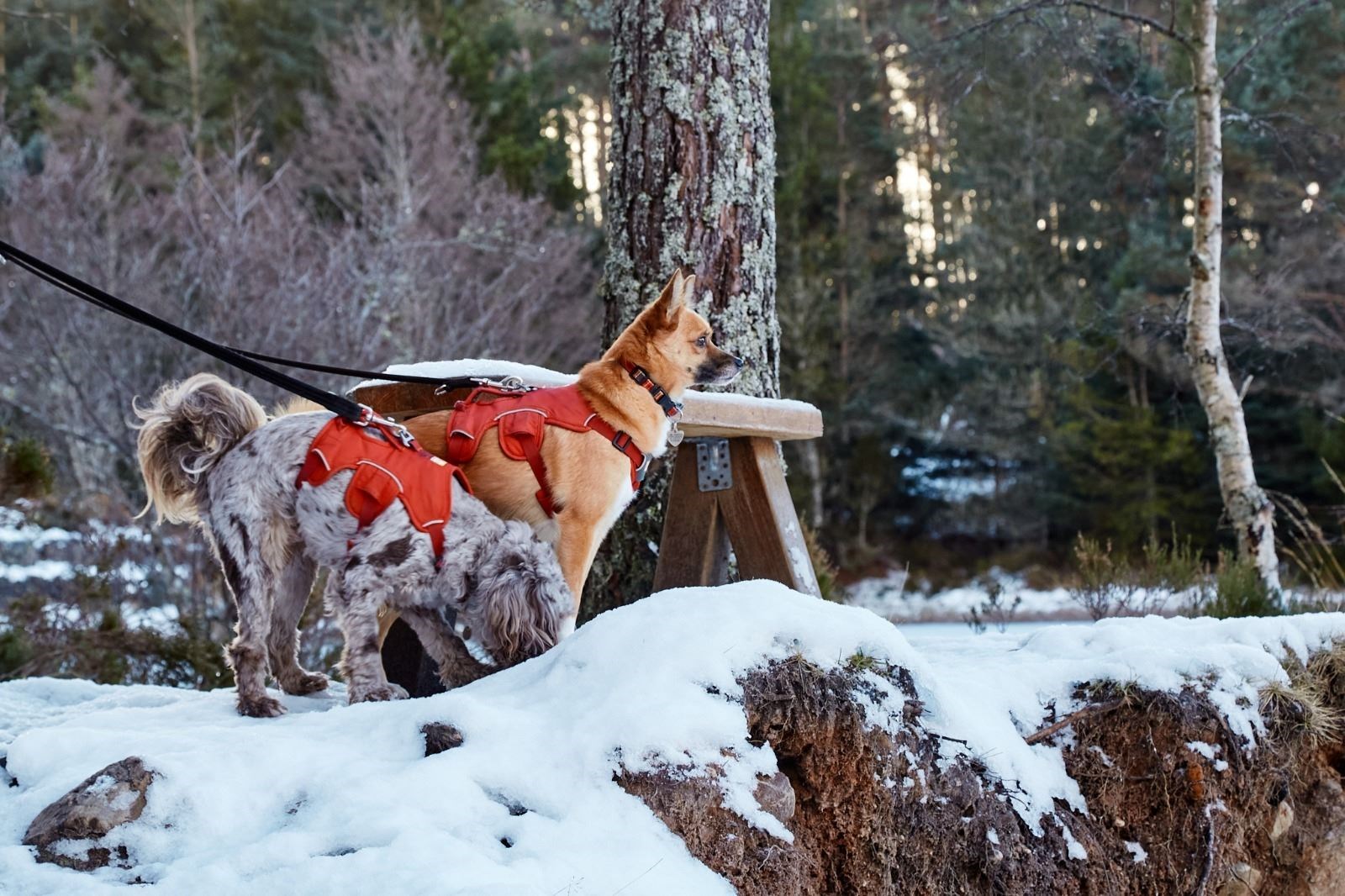 Kristina Fonseca sent in this photo of her dogs enjoying the snow.