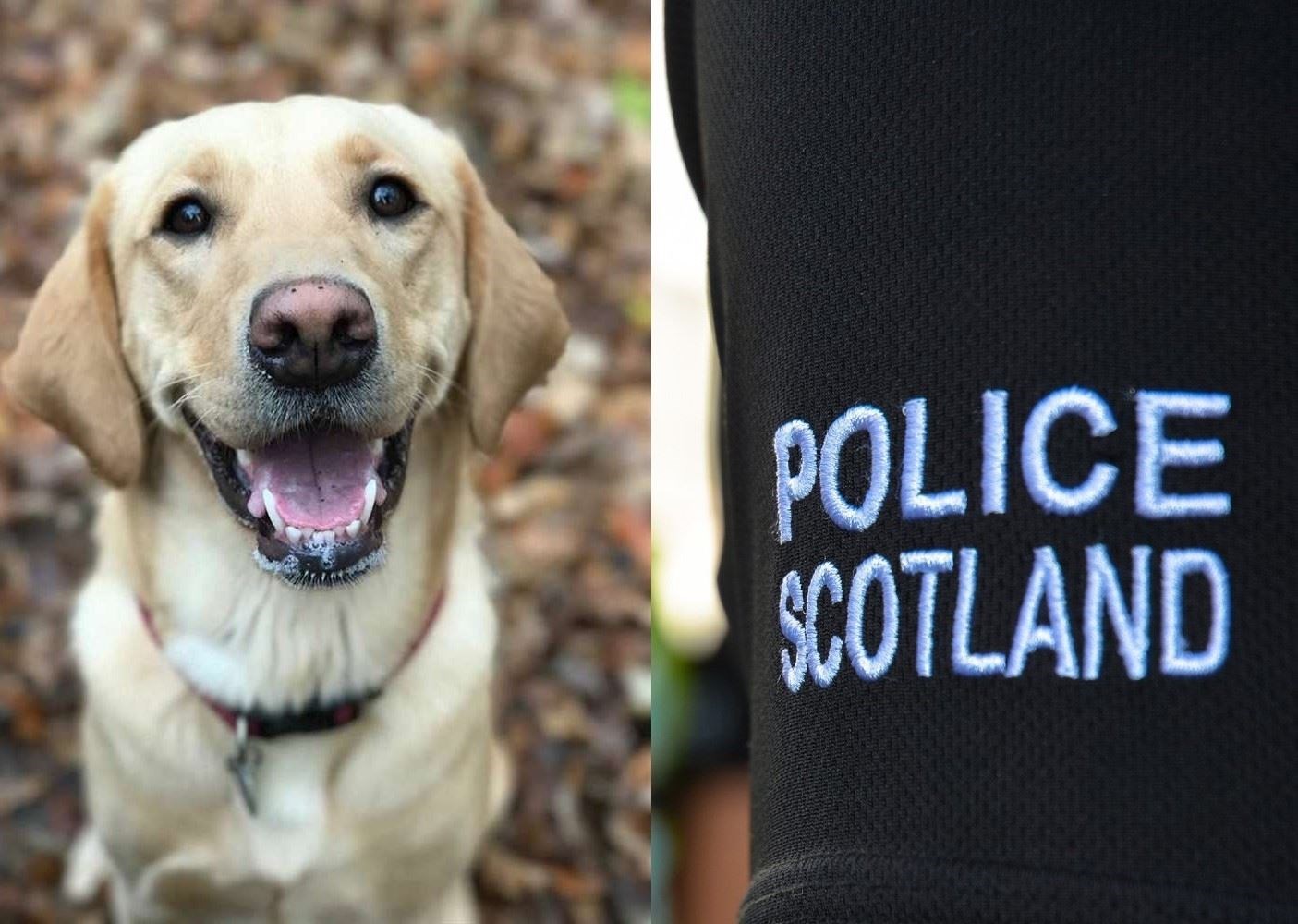 Bill is proposed to target those who steal dogs.