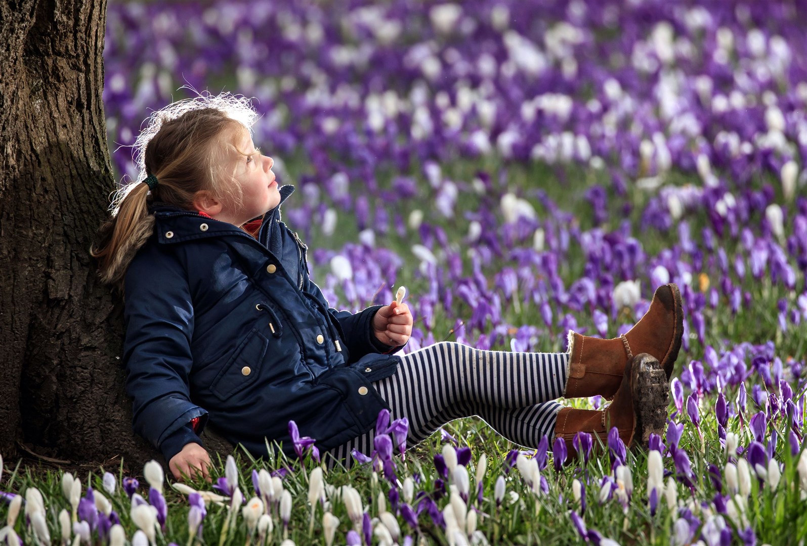 Fern Gibson holds a crocus at Kirkstall Abbey Park in Leeds, West Yorkshire (Danny Lawson/PA)