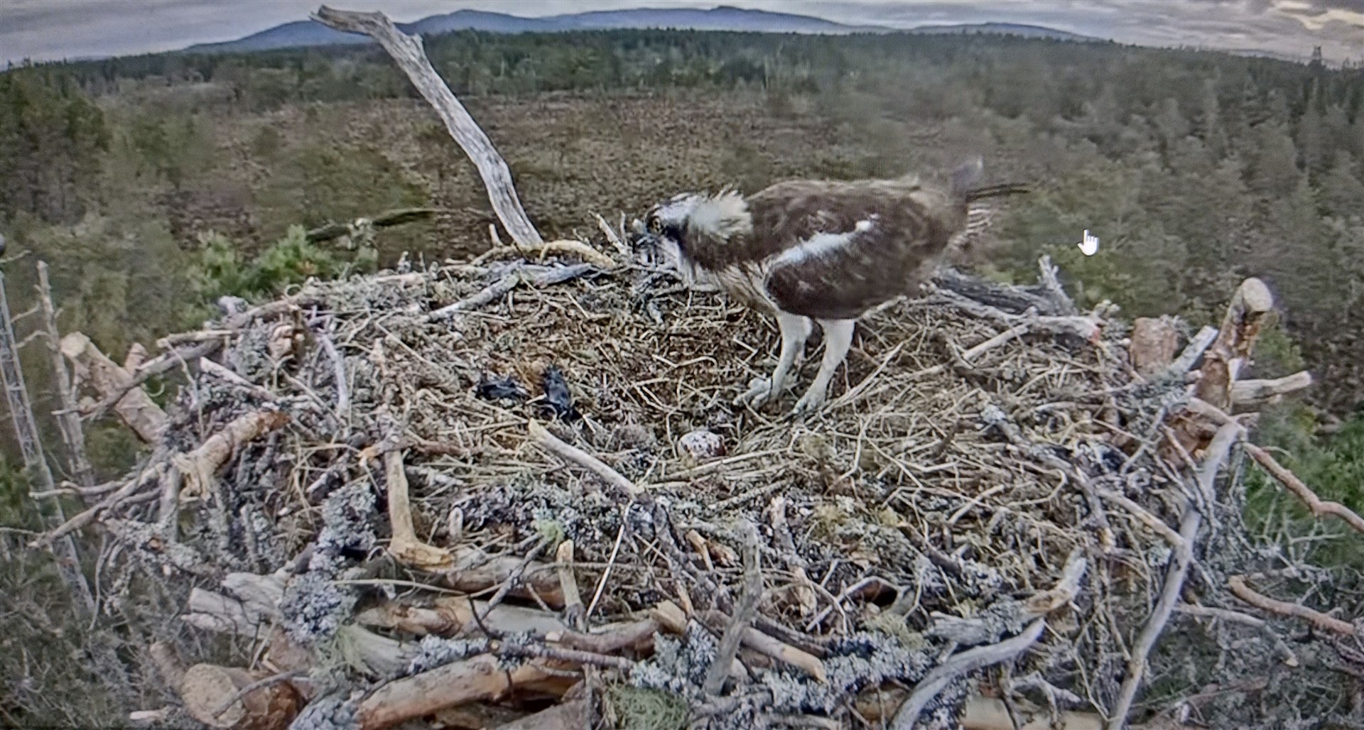 Stunning close-up shot of the eyrie