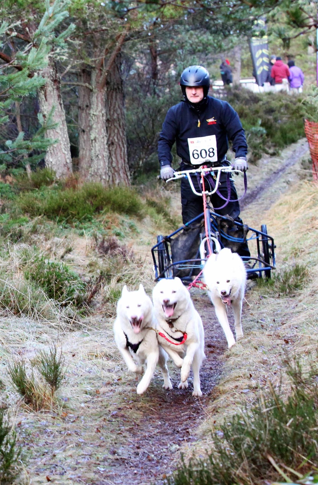 The last rally: after four decades enjoying the beauties of the Highlands, the animals are heading off.