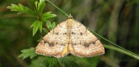 The Yellow Shell