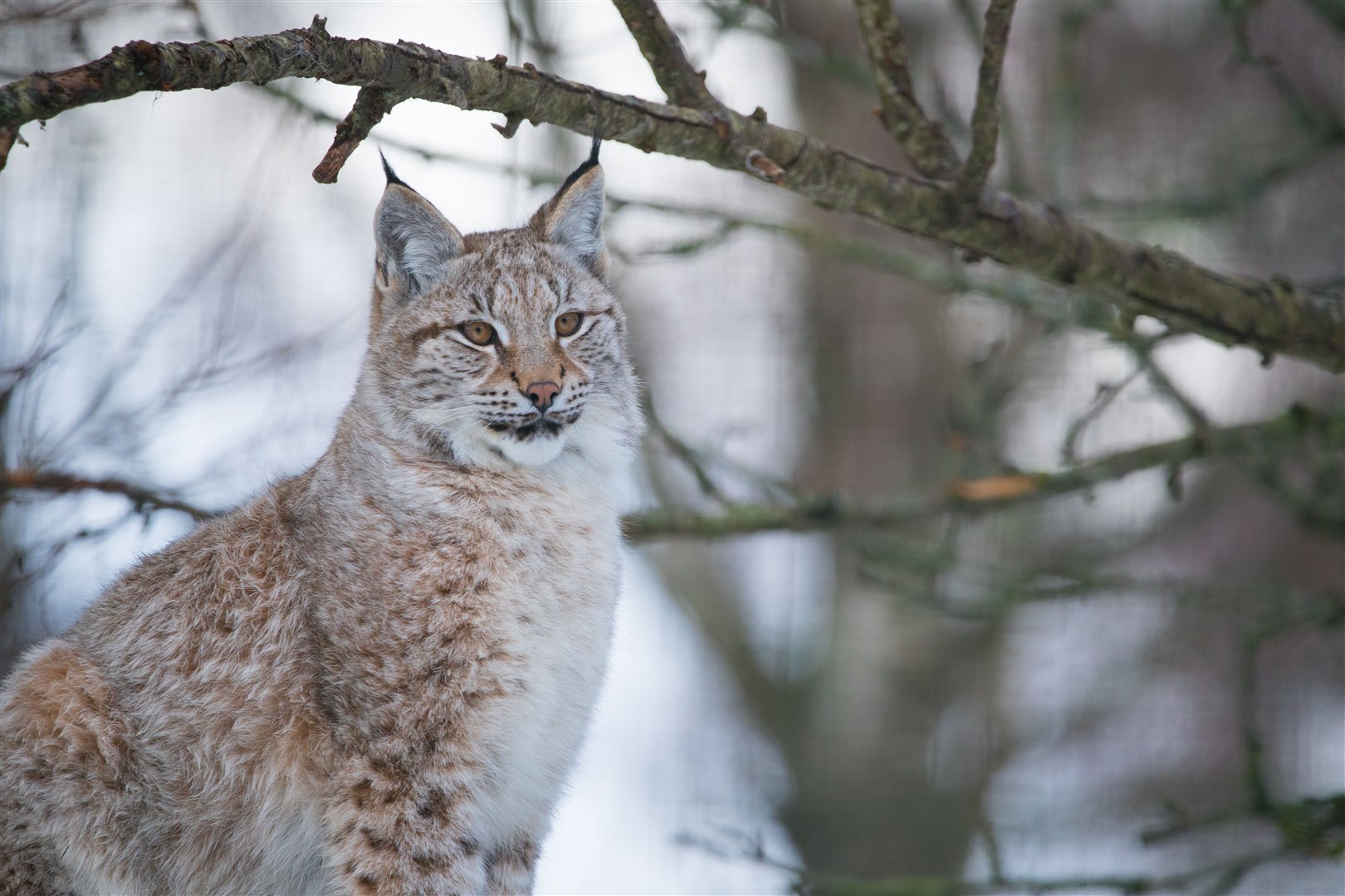 The wildpark park has made great strides over the past decade and is home to lynx, Snow Monkeys, Amur Tigers and many other residents.