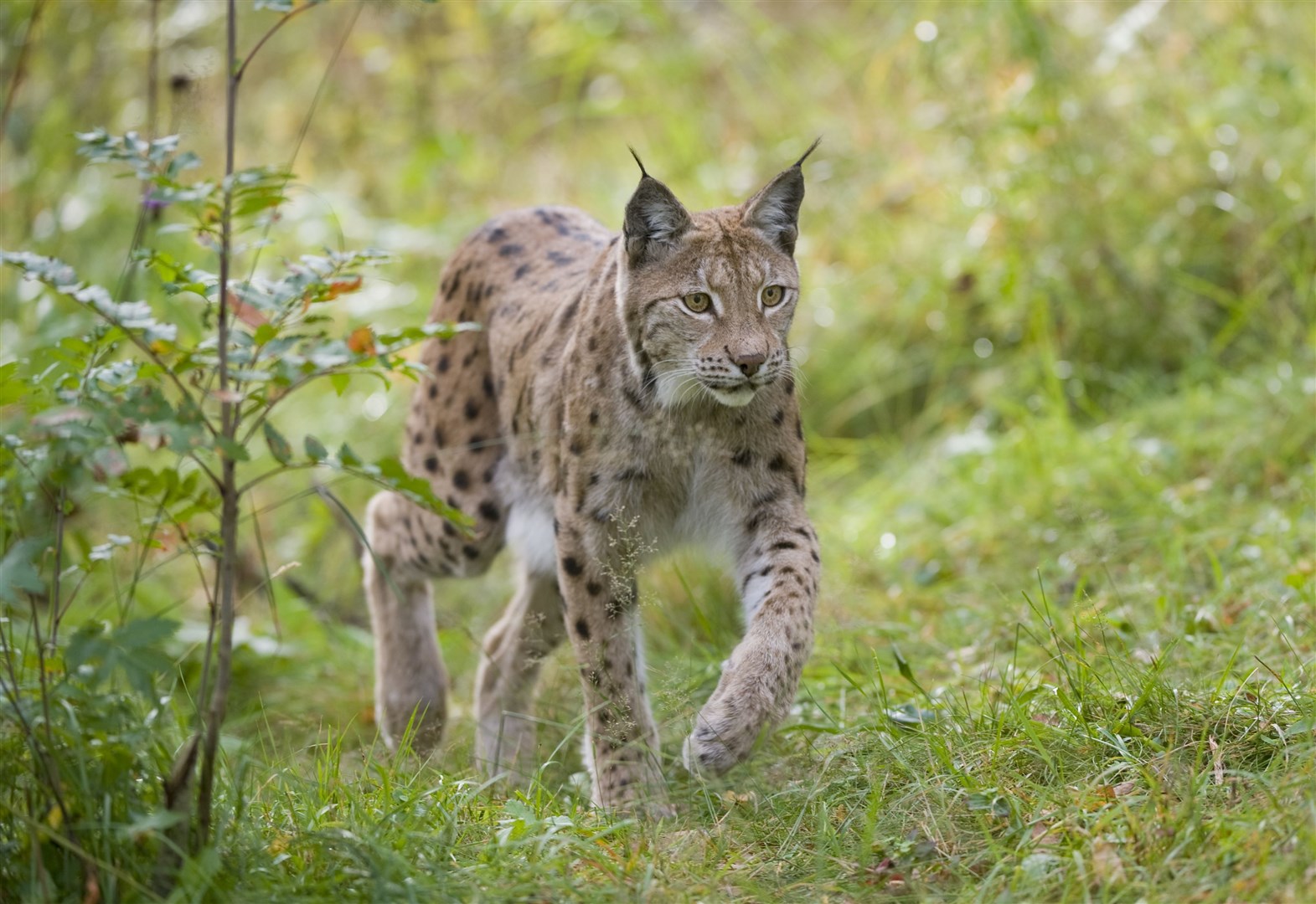 Wohltätigkeitsorganisationen im Parlament sagen, dass Hunderte von Luchsen in den Highlands wild herumstreifen können