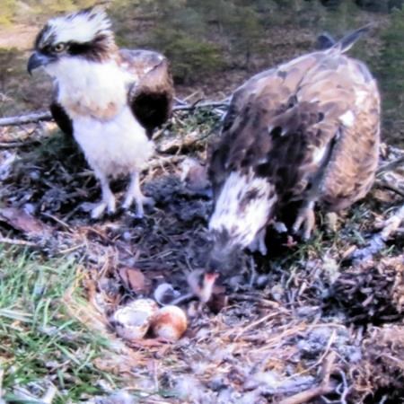 Happier times at the famous Loch Garten nest