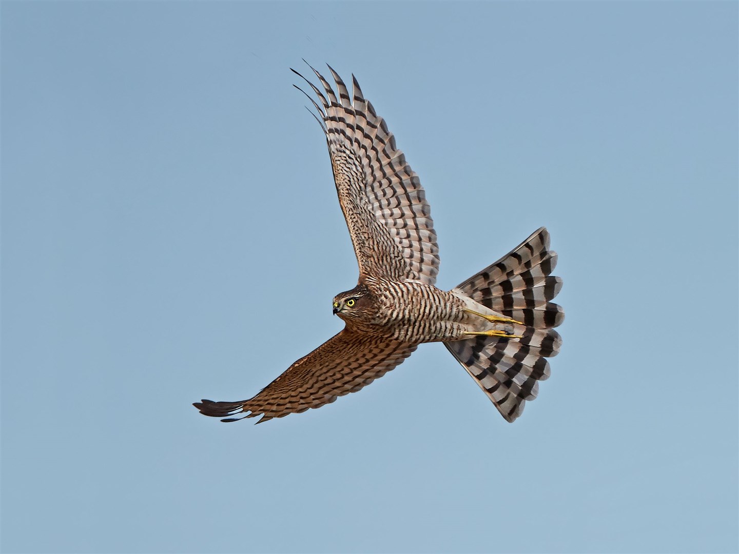 Sparrowhawks are a protected species.