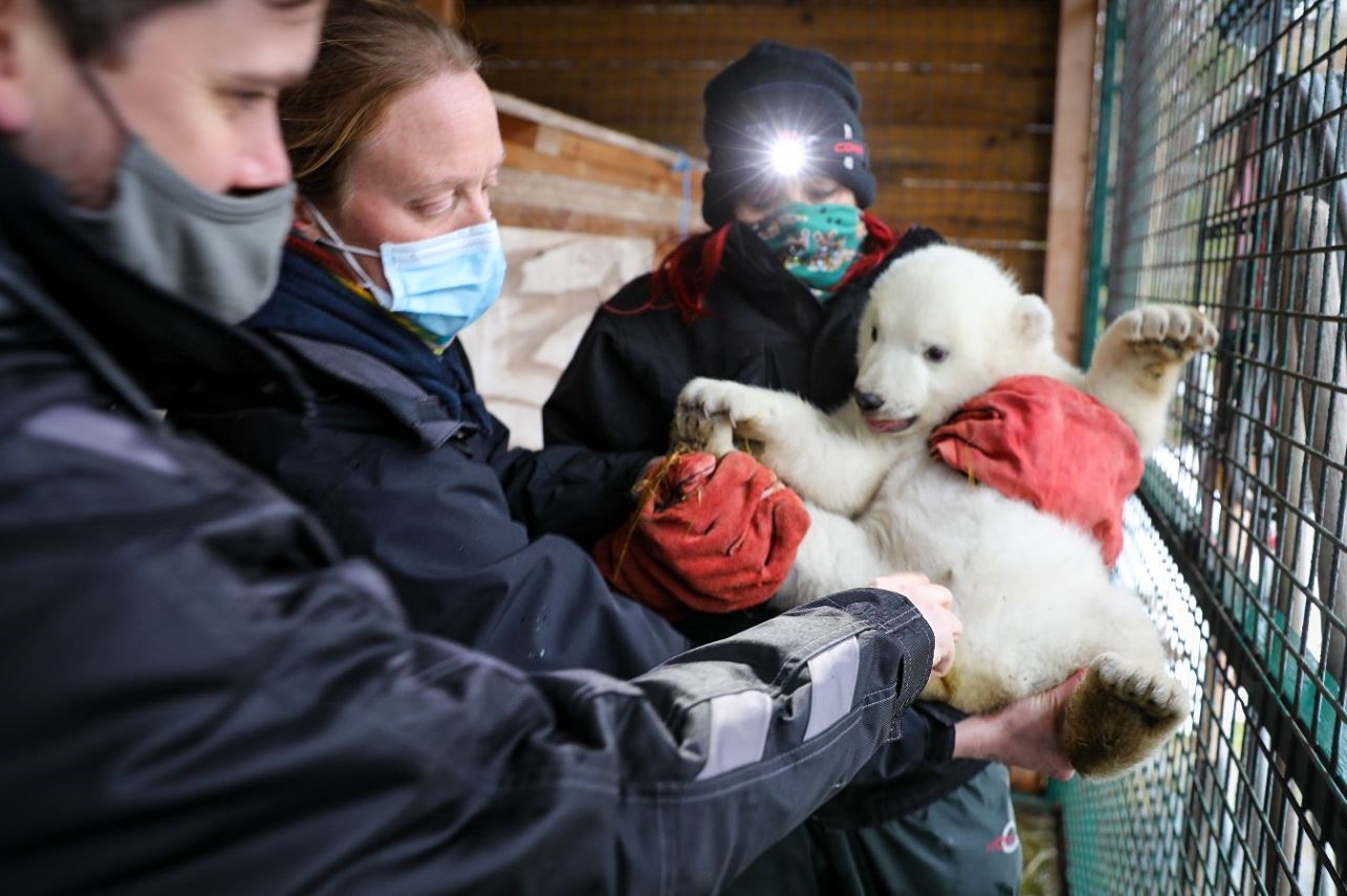 The new arrival is given a health check by Vickie Larkin, carnivore team leader at the wildlife park; Dr Adam Naylor and Dr Alice Bacon, both veterinary surgeons with the RZSS.