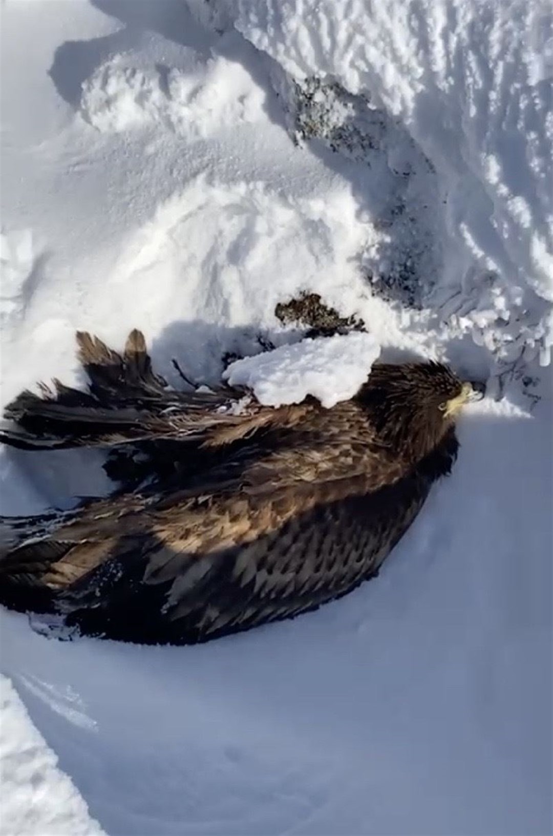 The Gamekeepers found the eagle in the snow, unable to fly.
