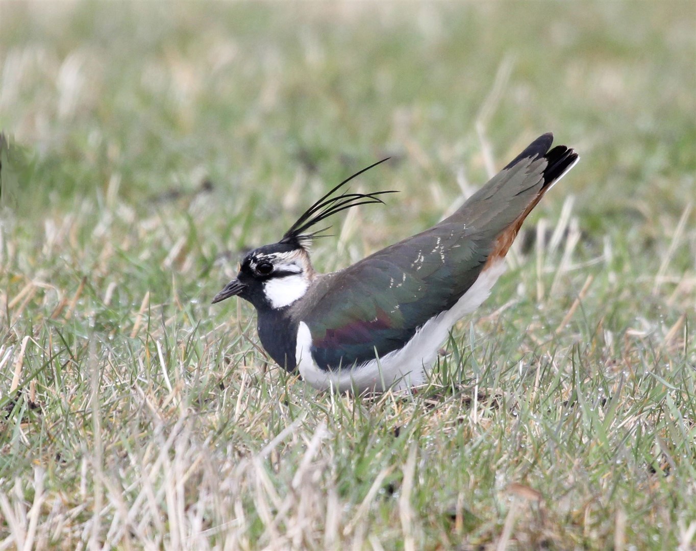 Lapwings have arrived in the strath and are nesting. Picture: Ian Francis.