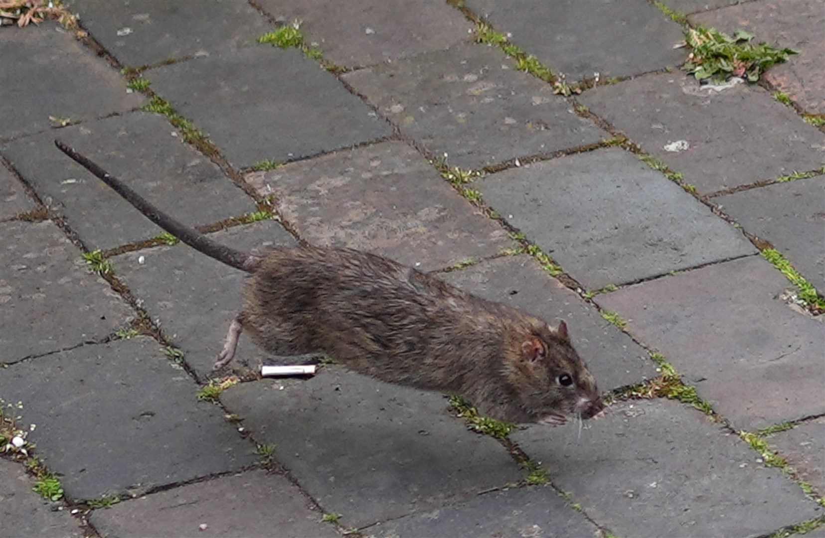 A rat runs towards rubbish bags in Poplar Road in Birmingham (Jacob King/PA)