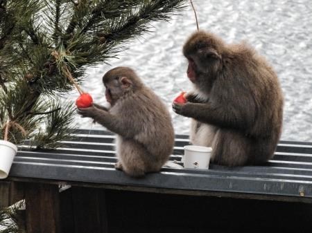 Christmas has come early for these snow monkeys