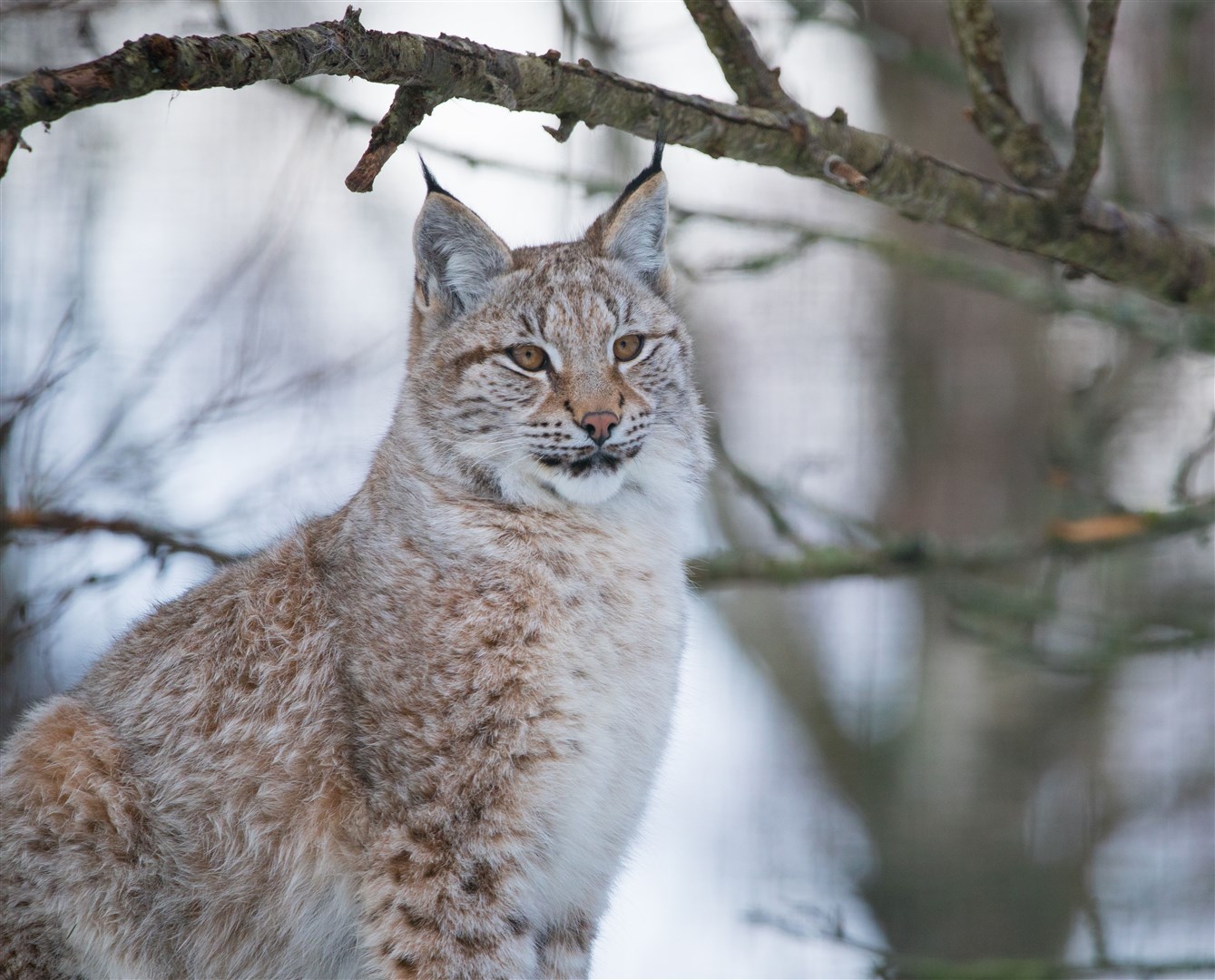 Four lynx were released in strath earlier this month.