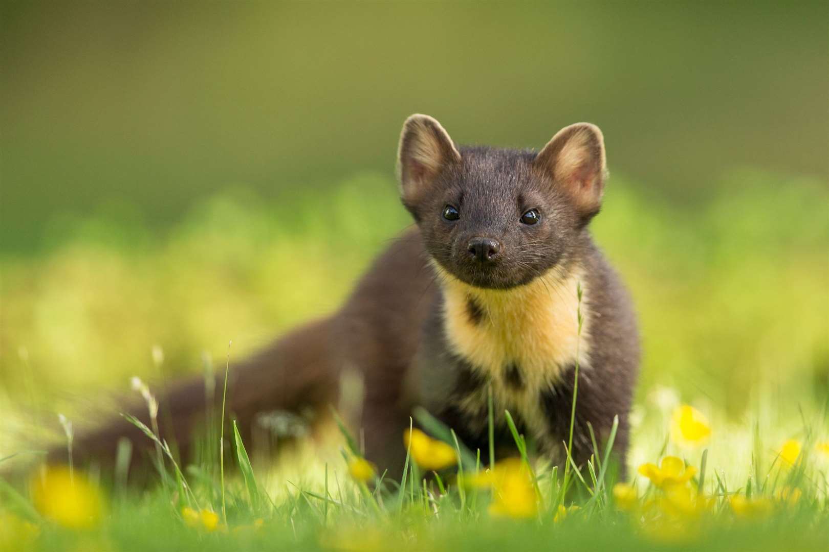 Have pine martens gained an unfair reputation as capercaillie killers?