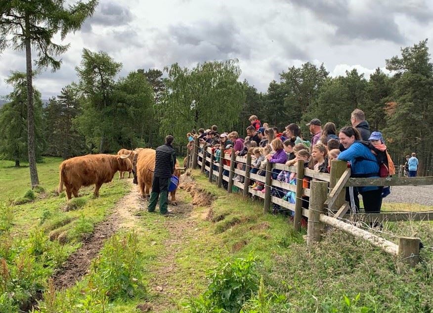 UP CLOSE AND PERSONAL: Youngsters loved getting close to the Highland cow herd