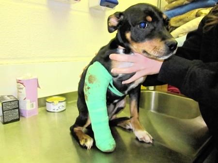 This puppy had its leg broken by its owner